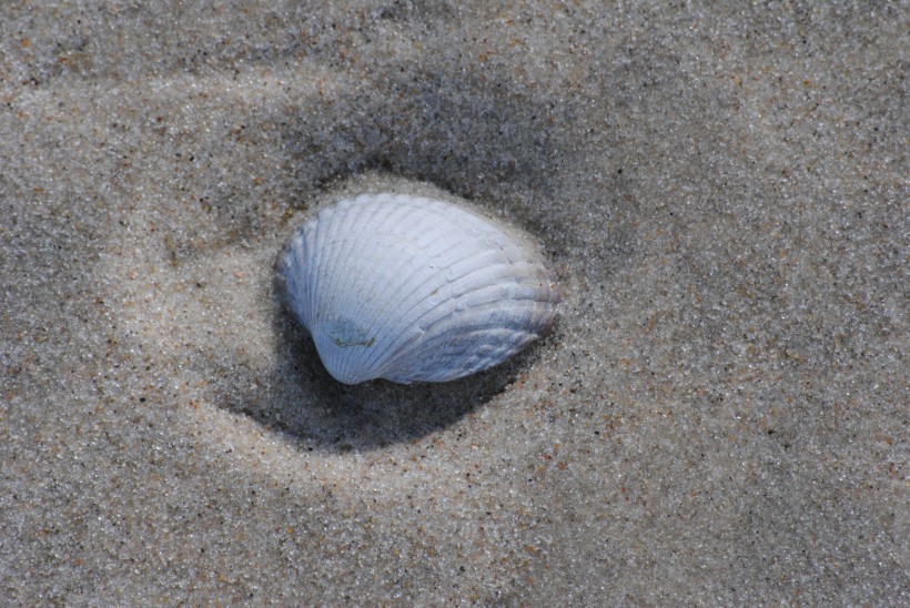 点击大图看下一张：海边的贝壳图片