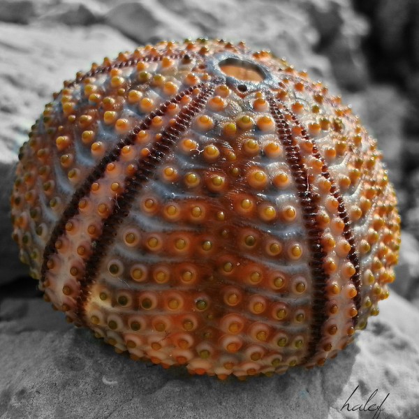 点击大图看下一张：阳光下的海胆壳图片