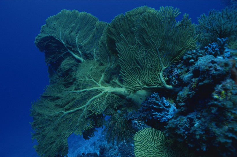 点击大图看下一张：海底海藻图片