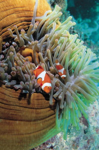 点击大图看下一张：海底海藻图片