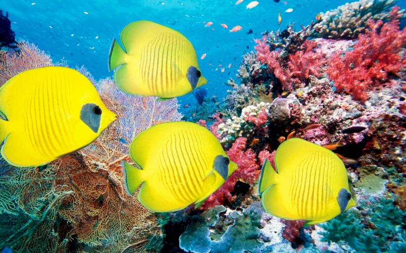 点击大图看下一张：海底美丽珊瑚图片