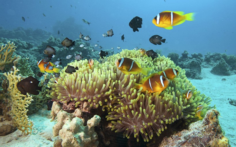点击大图看下一张：海底美丽珊瑚图片