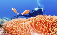 海底美丽珊瑚图片_11张