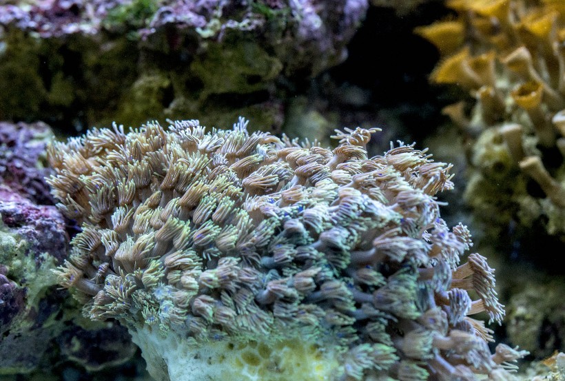 点击大图看下一张：海底珊瑚图片