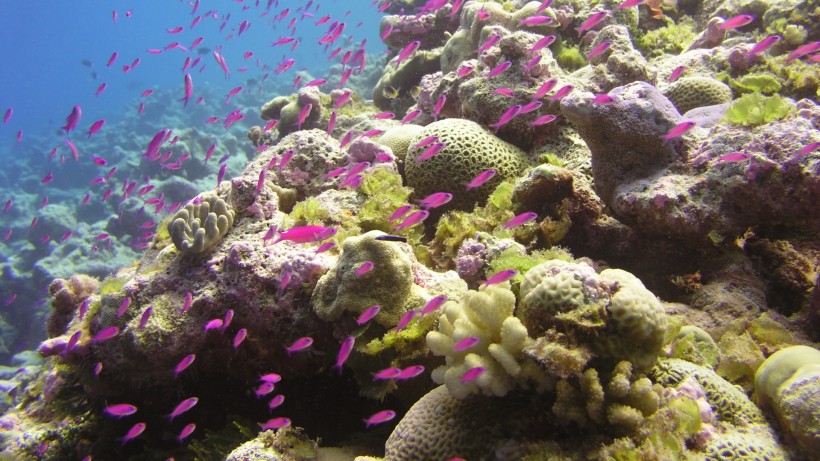 点击大图看下一张：海底珊瑚礁图片