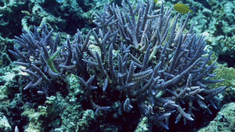点击大图看下一张：海底珊瑚礁图片