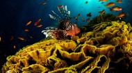 海底珊瑚礁图片_11张