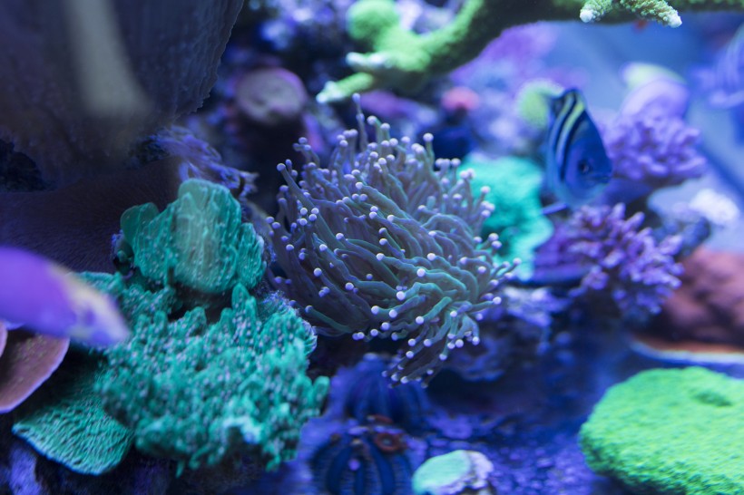 点击大图看下一张：绮丽的海底世界图片