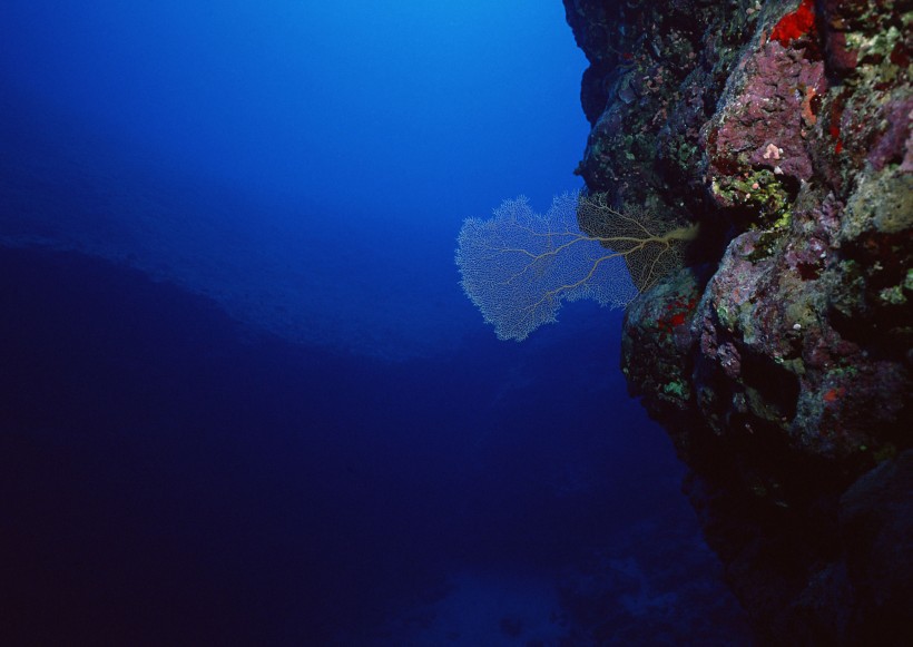 点击大图看下一张：海底生物图片