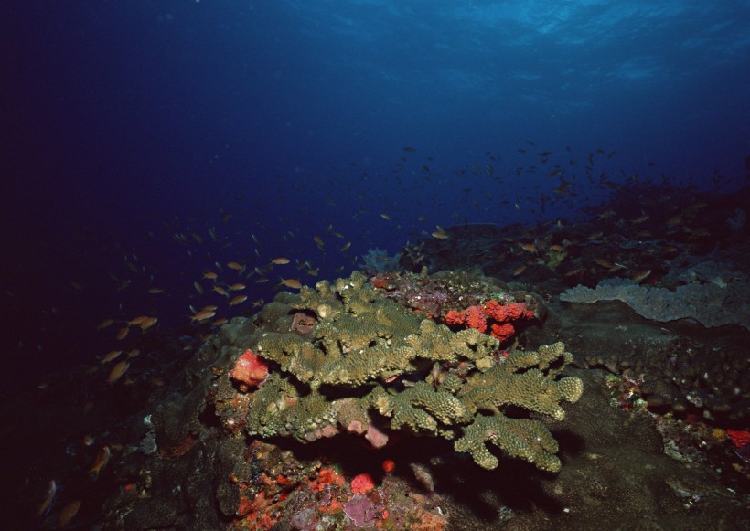 点击大图看下一张：海底生物图片