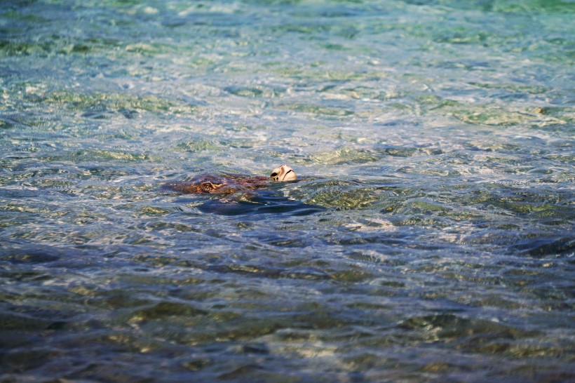 点击大图看下一张：海洋里的海龟图片