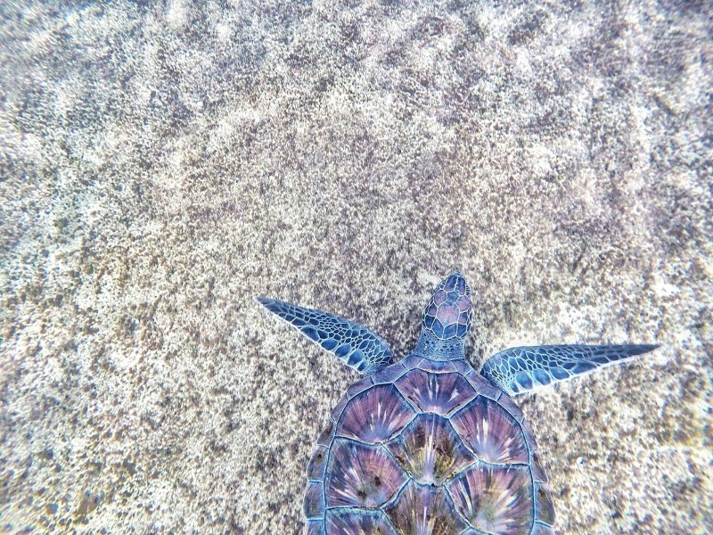 点击大图看下一张：海洋里的海龟图片