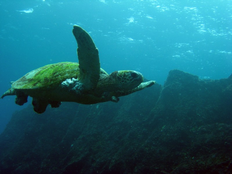点击大图看下一张：寿命较长的海龟图片