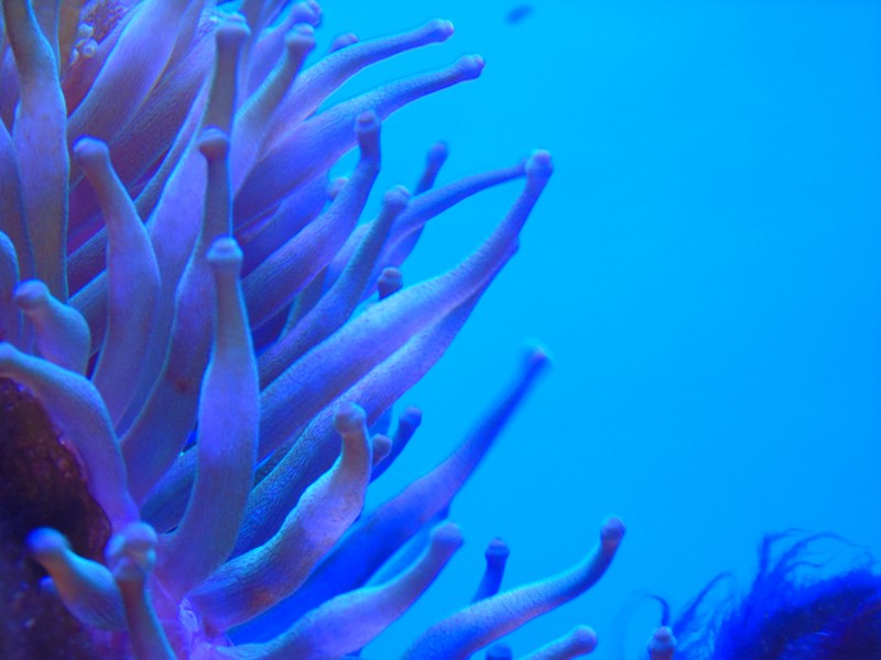 点击大图看下一张：色彩斑斓的海葵图片