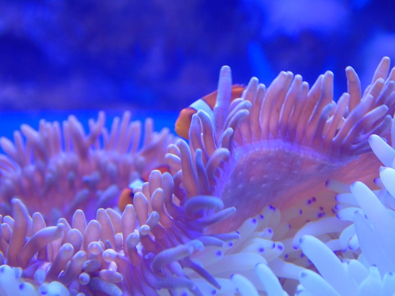 点击大图看下一张：色彩斑斓的海葵图片