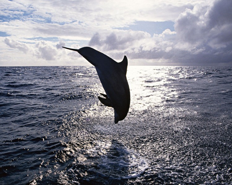 点击大图看下一张：海豚图片