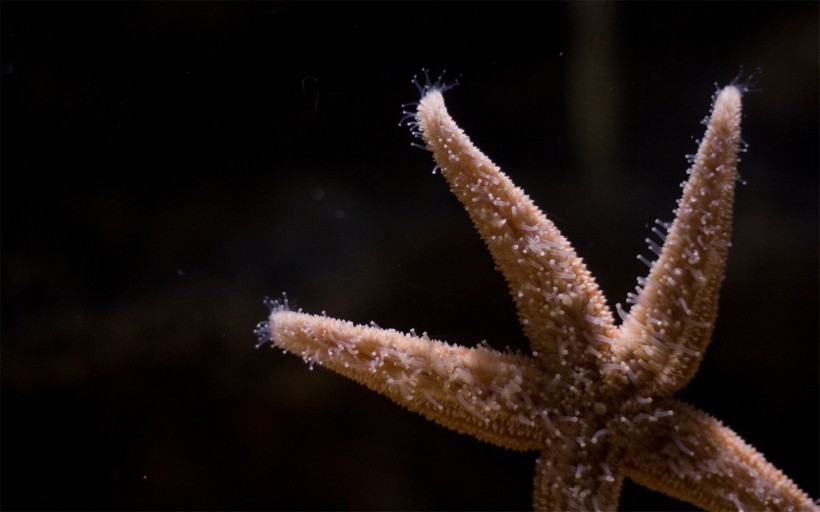 点击大图看下一张：棘皮动物海星图片
