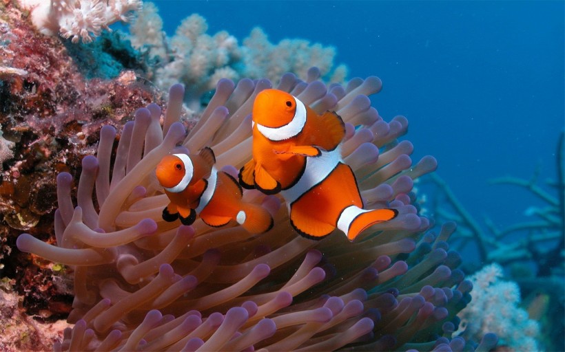 点击大图看下一张：海洋里各种奇妙的海底生物图片