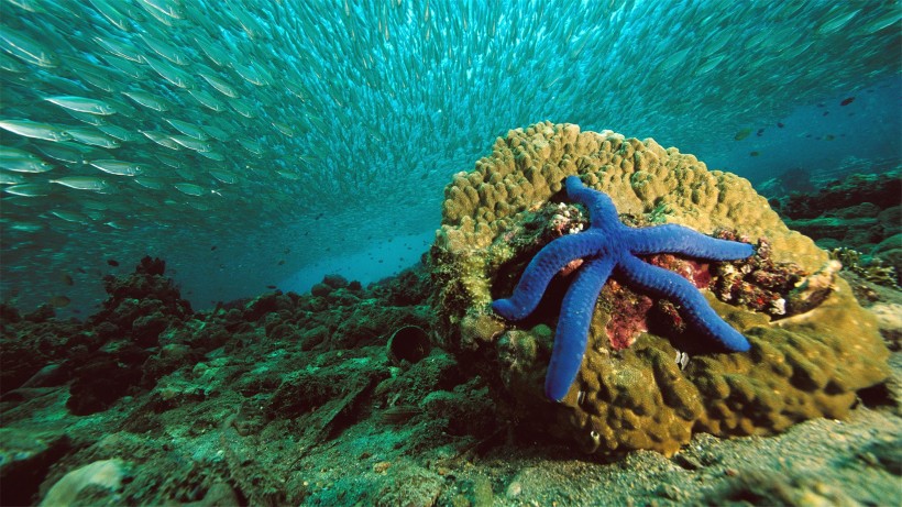 点击大图看下一张：海洋生物海星图片