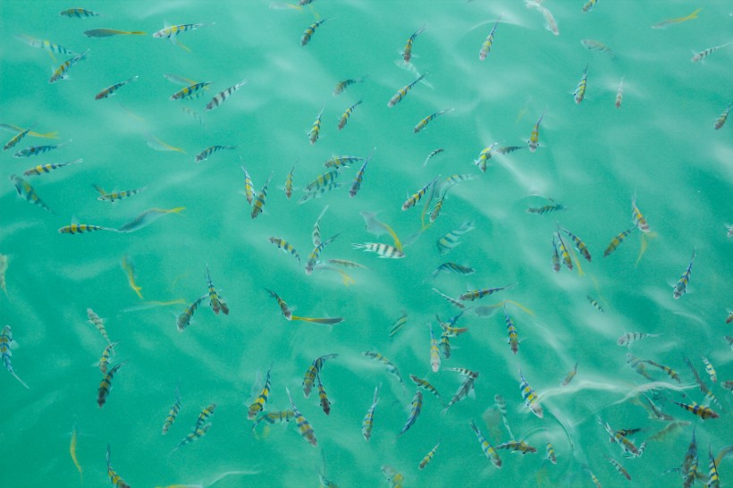 点击大图看下一张：五彩斑斓的海洋鱼群图片