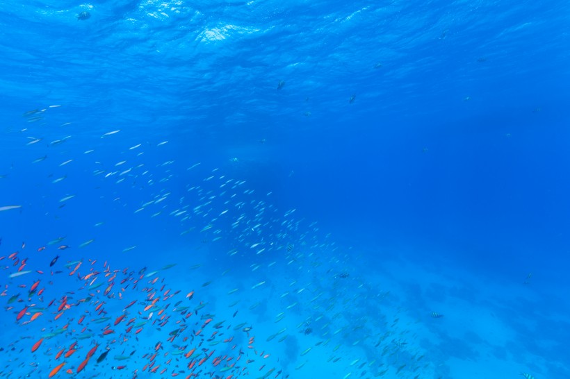 点击大图看下一张：五彩斑斓的海洋鱼群图片