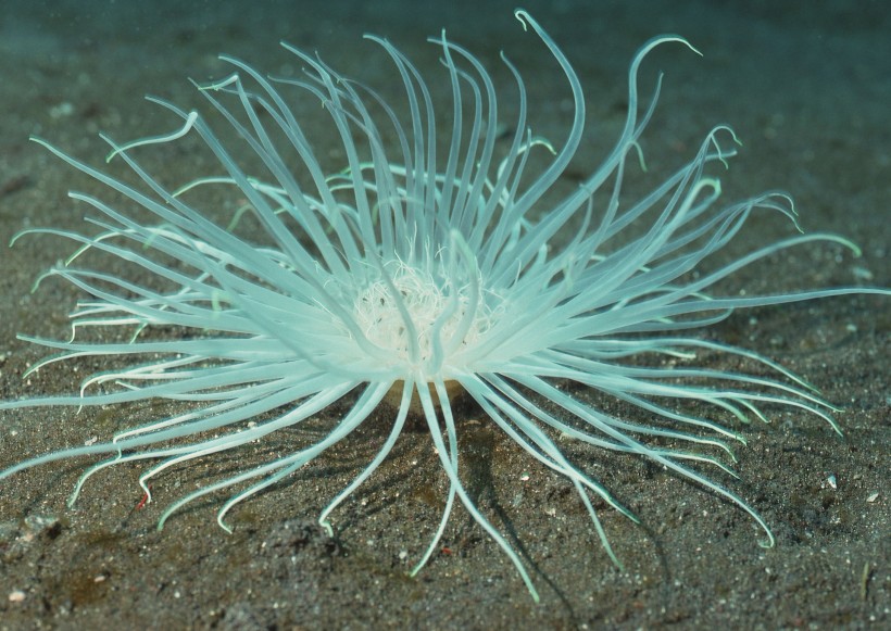 点击大图看下一张：奇幻的海底生物图片
