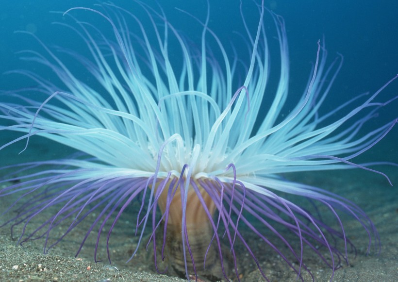 点击大图看下一张：奇幻的海底生物图片