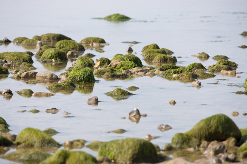点击大图看下一张：海藻图片
