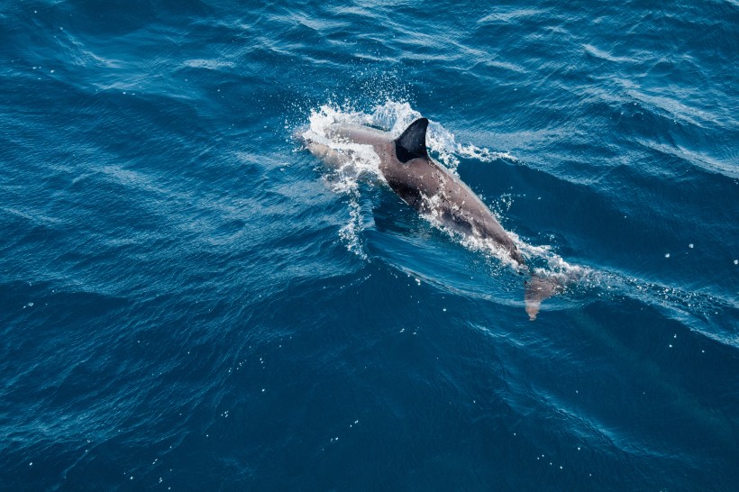 点击大图看下一张：浮出水面的鲸鱼图片