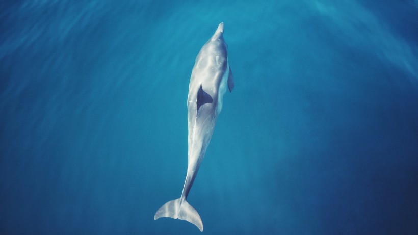 点击大图看下一张：活泼可爱的海豚图片