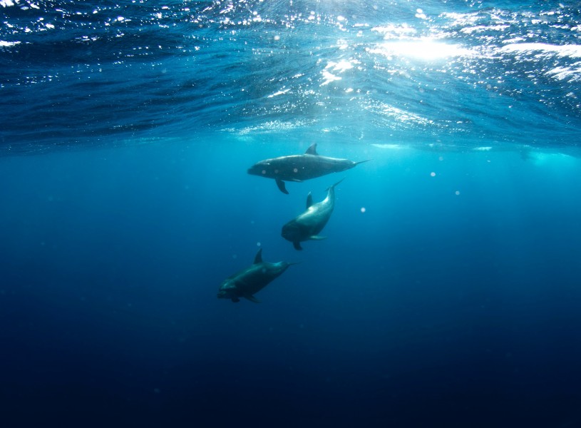 点击大图看下一张：活泼可爱的海豚图片