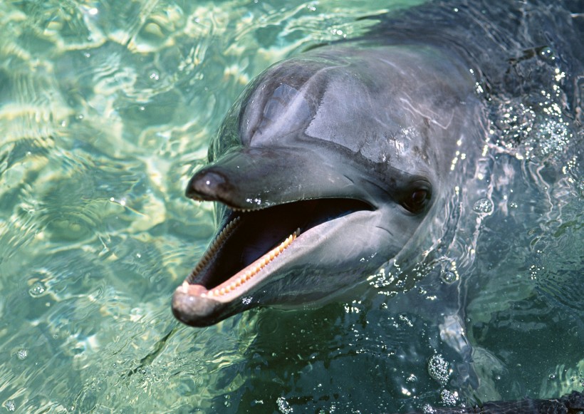 点击大图看下一张：海豚图片