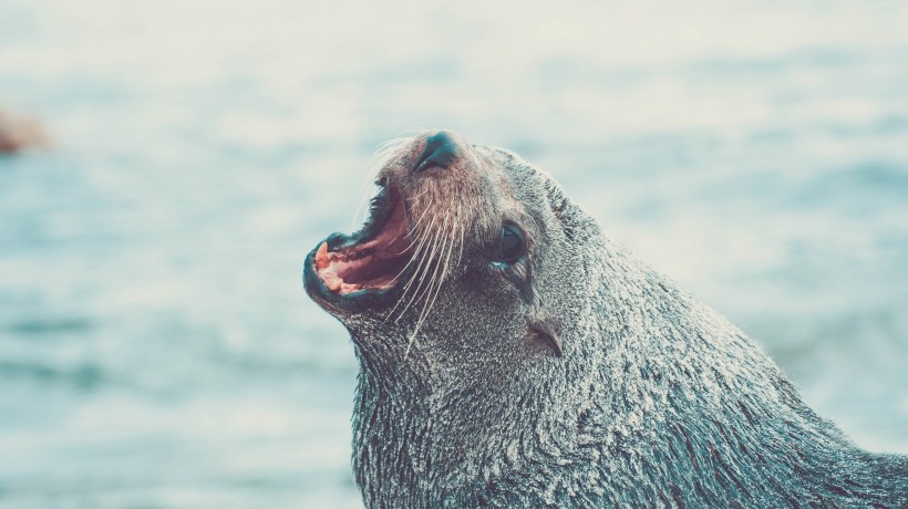 点击大图看下一张：可爱的海豹图片