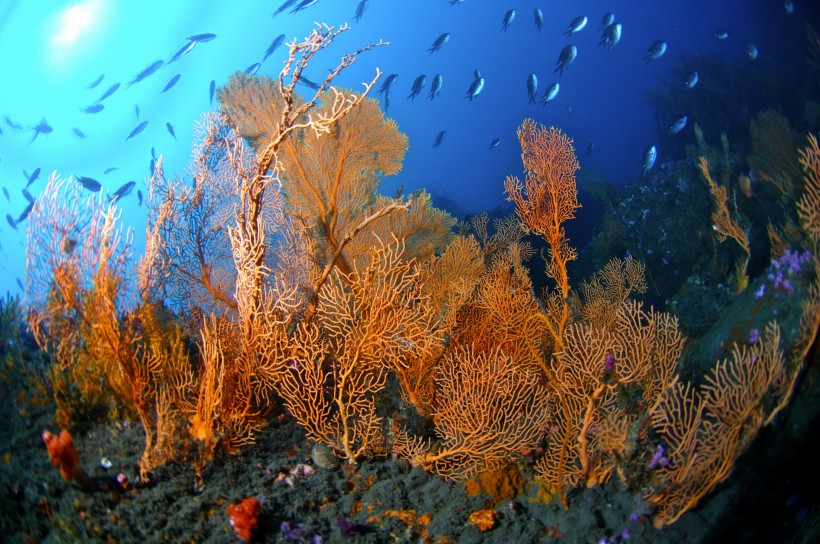 点击大图看下一张：美丽海底珊瑚图片