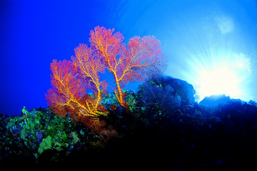 点击大图看下一张：美丽海底珊瑚图片