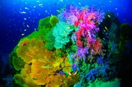 美丽海底珊瑚图片_24张