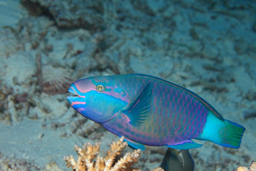 点击大图看下一张：色彩鲜艳的热带海洋鱼图片