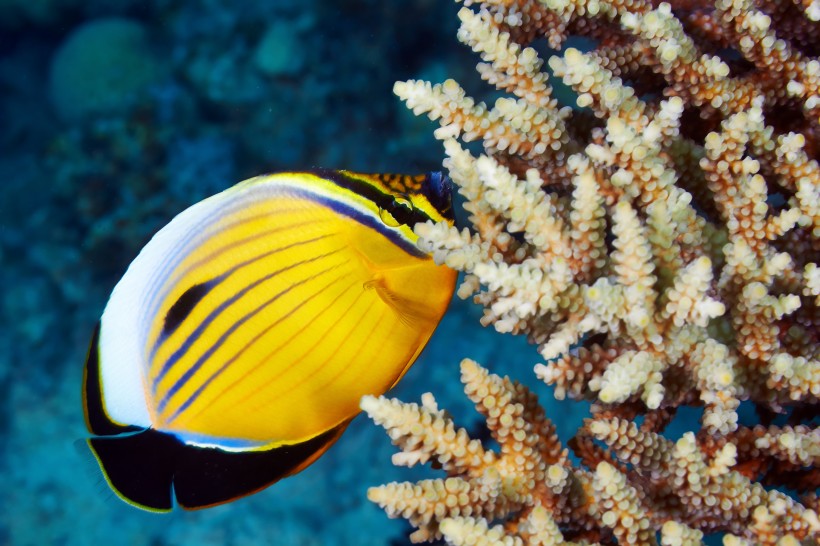 点击大图看下一张：色彩鲜艳的热带海洋鱼图片