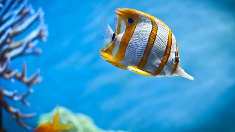 点击大图看下一张：可爱热带鱼图片