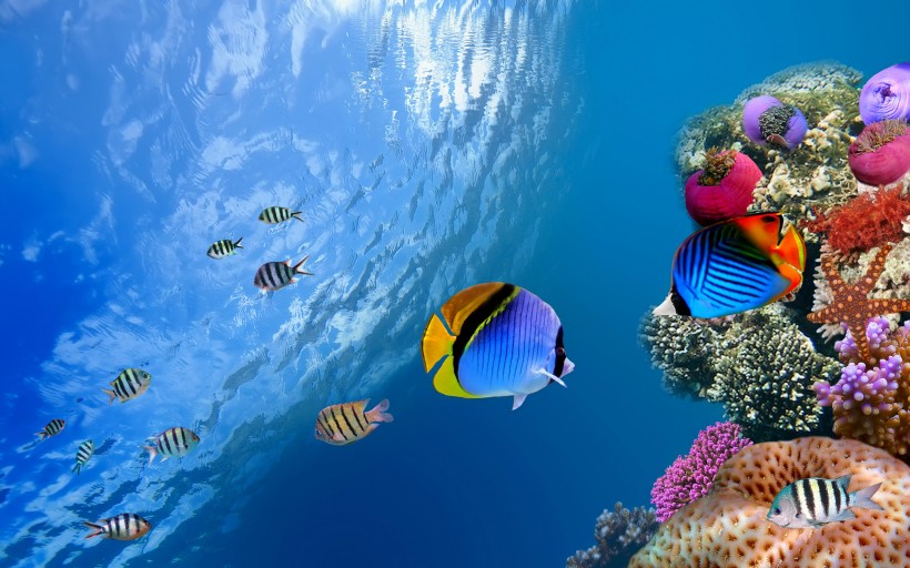 点击大图看下一张：可爱热带鱼图片