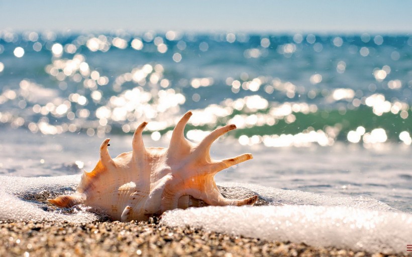 点击大图看下一张：千姿百态的海螺图片