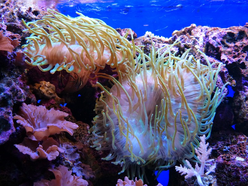点击大图看下一张：海底珊瑚图片
