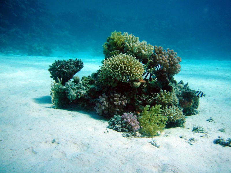 点击大图看下一张：珊瑚图片