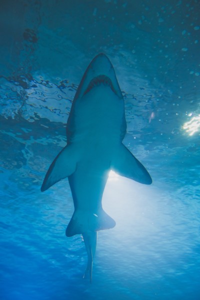 点击大图看下一张：水中的鲨鱼图片