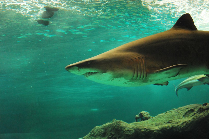 点击大图看下一张：水中的鲨鱼图片