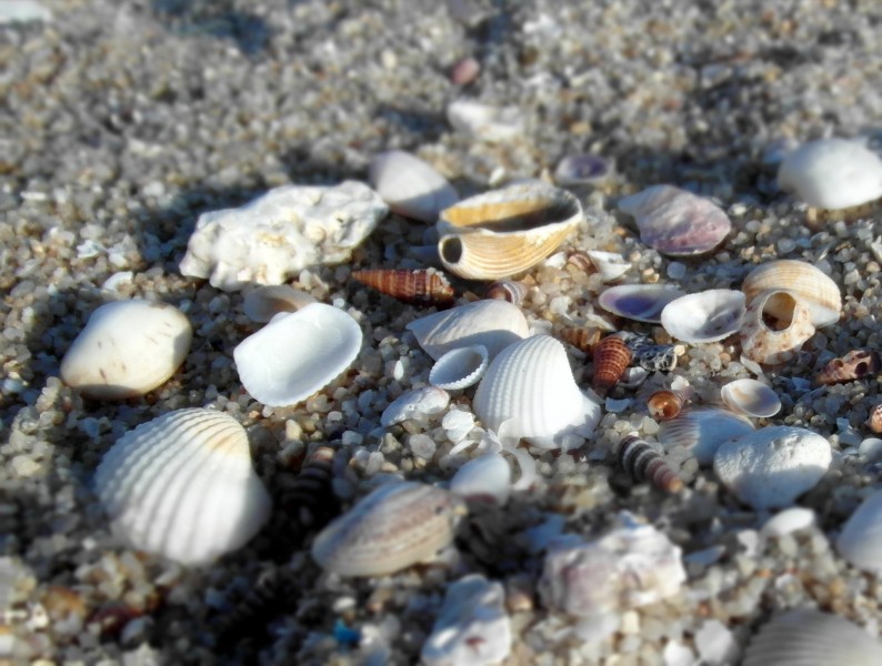 点击大图看下一张：贝壳堆图片