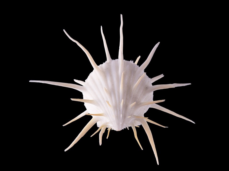 点击大图看下一张:贝壳海螺图片