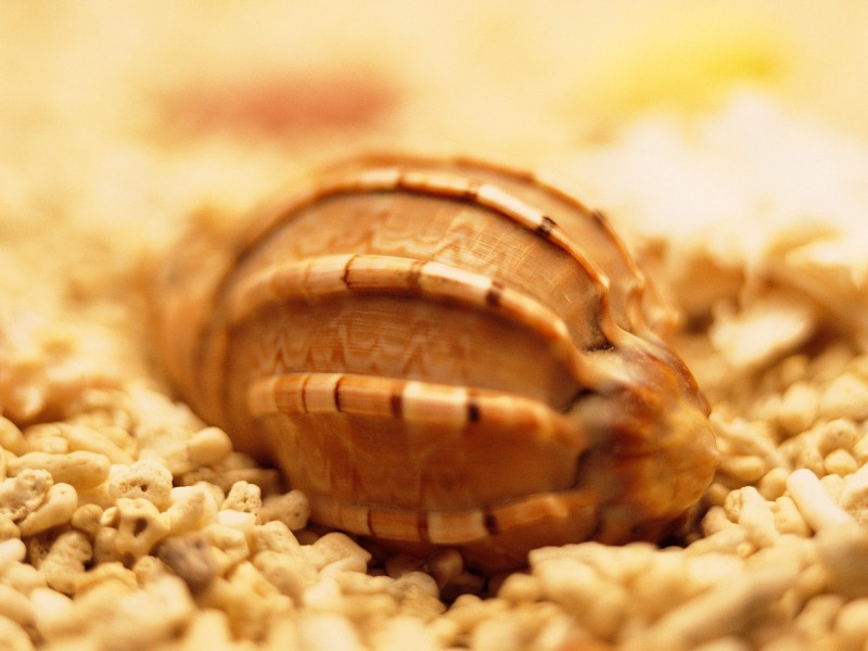 点击大图看下一张:贝壳海螺图片