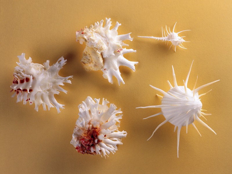 点击大图看下一张：贝壳海螺图片
