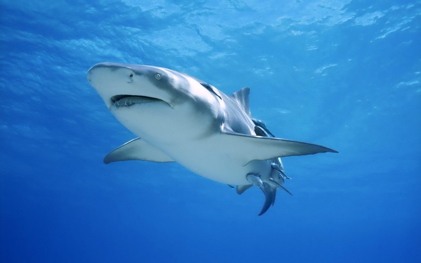 点击大图看下一张：深海狂鲨图片